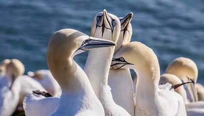 milan.com-泰国球队决心全力拼搏，争取亚冠上的好成绩，泰国足球联赛球队排名