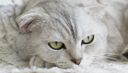 milan.com-泰国球队决心全力拼搏，争取亚冠上的好成绩，泰国足球联赛球队排名