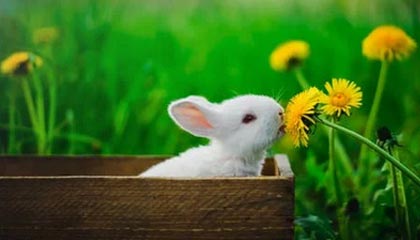 米兰体育入口-中超裁判执法公正性进一步保障，中超执法裁判表